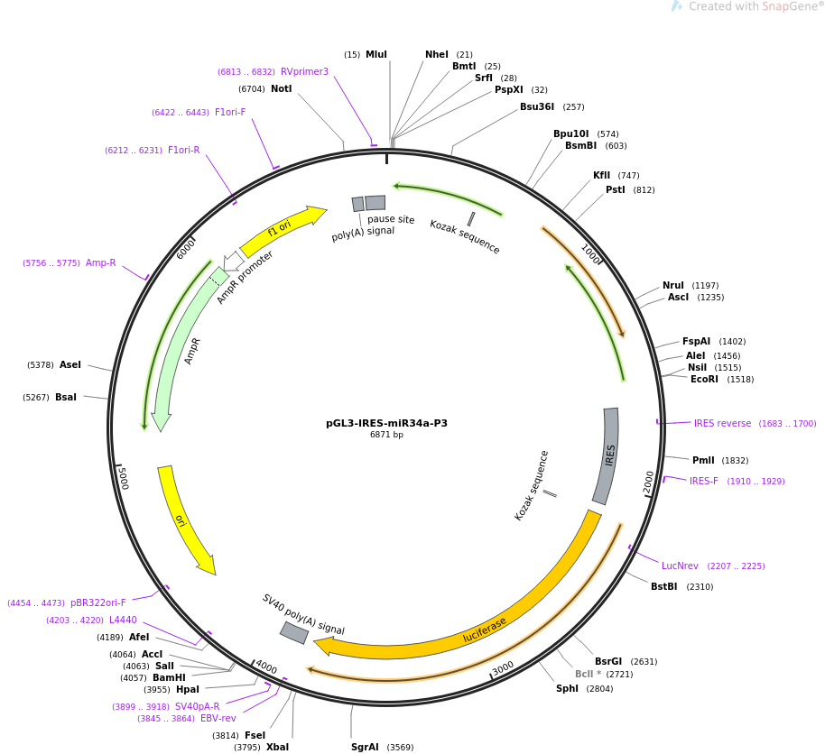 64787-plasmid-map-sequence-id-109364