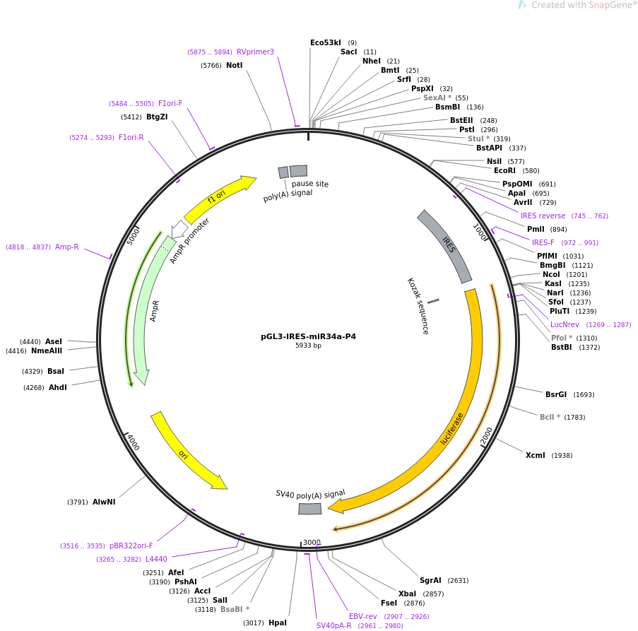 64788-plasmid-map-sequence-id-109365