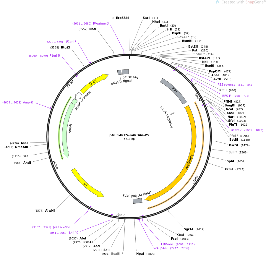 64789-plasmid-map-sequence-id-109366