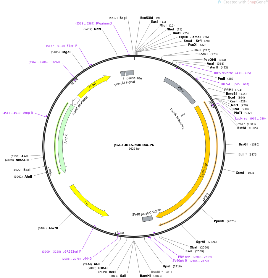 64790-plasmid-map-sequence-id-109367