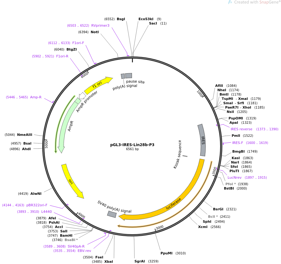 64794-plasmid-map-sequence-id-109372