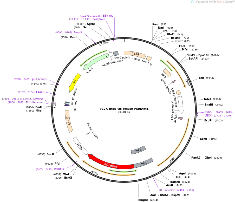 64831-plasmid-map-sequence-id-343688