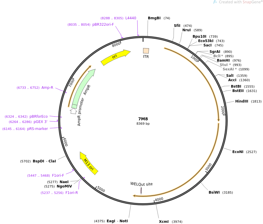 64839-plasmid-map-sequence-id-342083