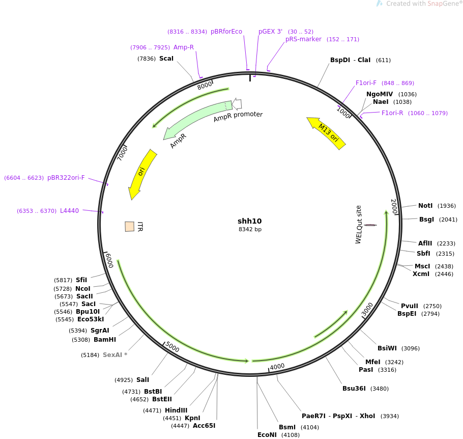 64867-plasmid-map-sequence-id-137748