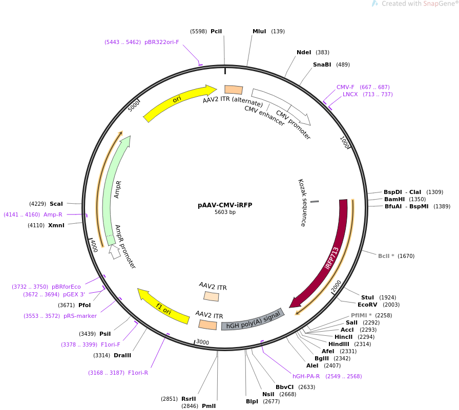 64887-plasmid-map-sequence-id-111290