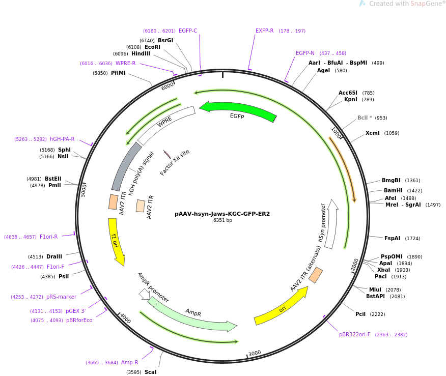 65014-plasmid-map-sequence-id-182719