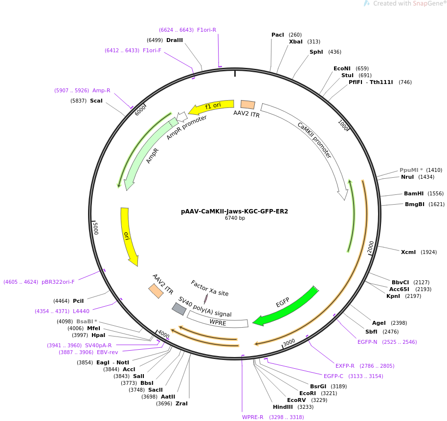 65015-plasmid-map-sequence-id-194144