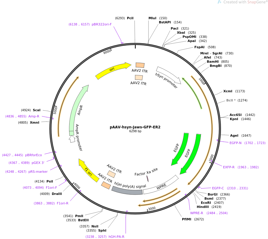 65016-plasmid-map-sequence-id-111576