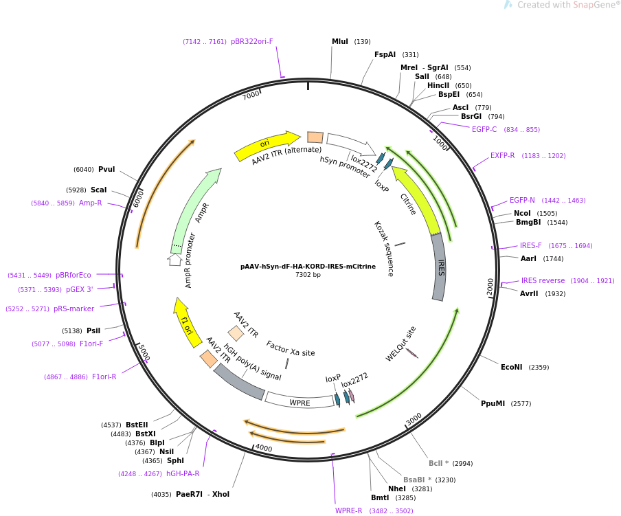 65417-plasmid-map-sequence-id-148596