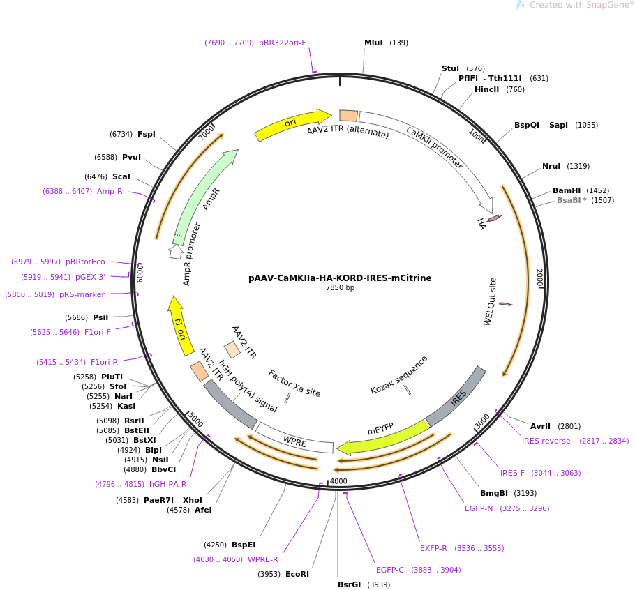 65418-plasmid-map-sequence-id-247578