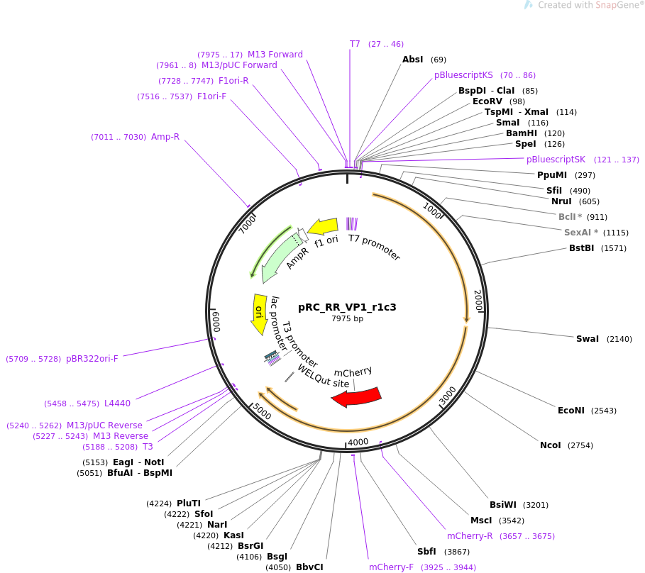 65724-plasmid-map-sequence-id-351742