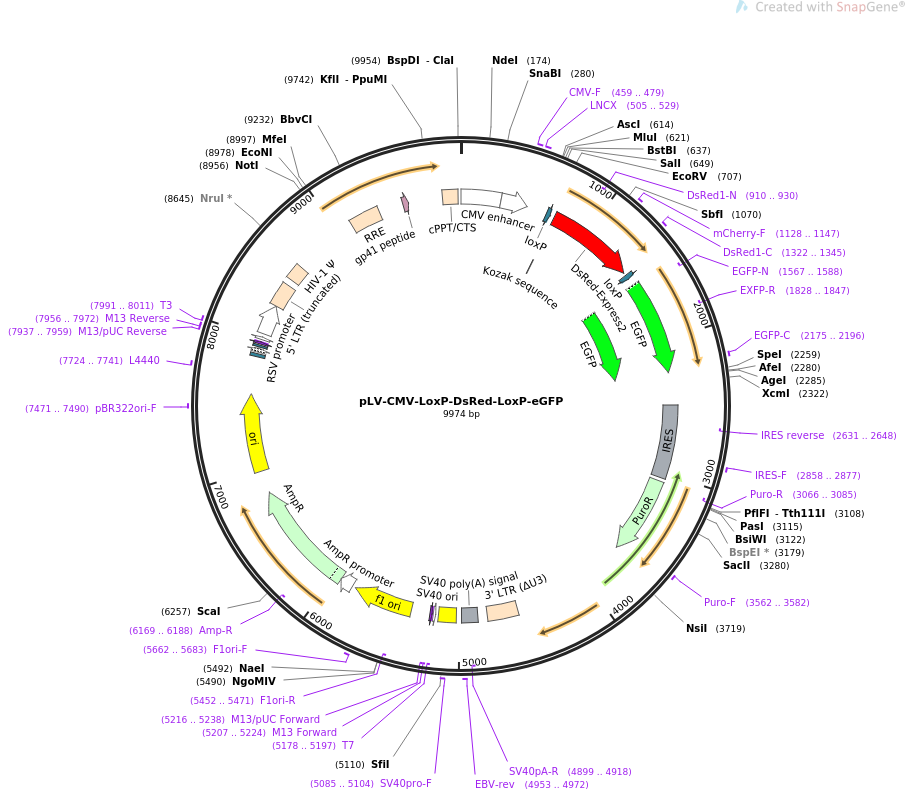 65726-plasmid-map-sequence-id-350232