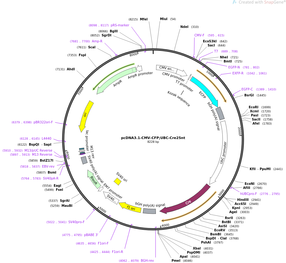 65727-plasmid-map-sequence-id-243566