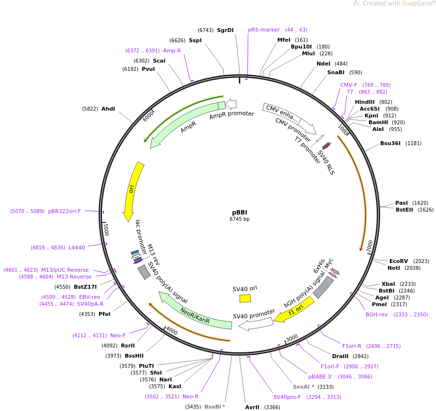 65795-plasmid-map-sequence-id-111877