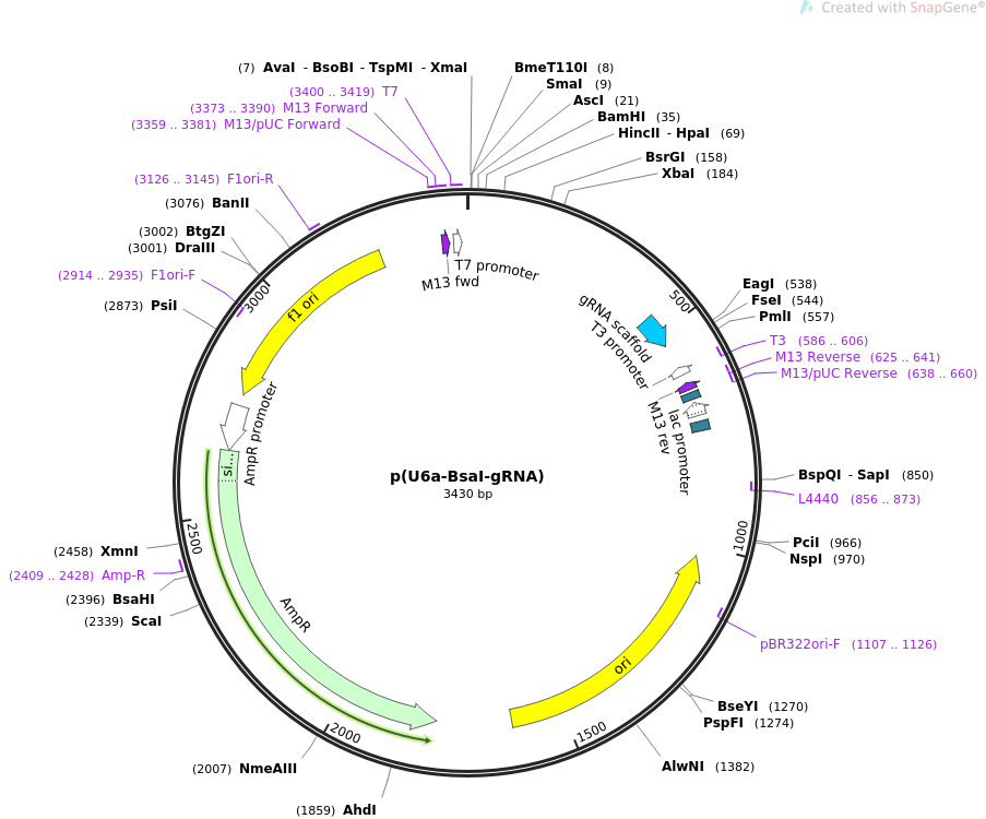 65955-plasmid-map-sequence-id-117006