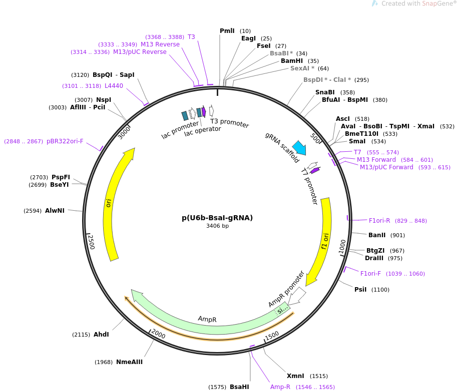 65956-plasmid-map-sequence-id-112129