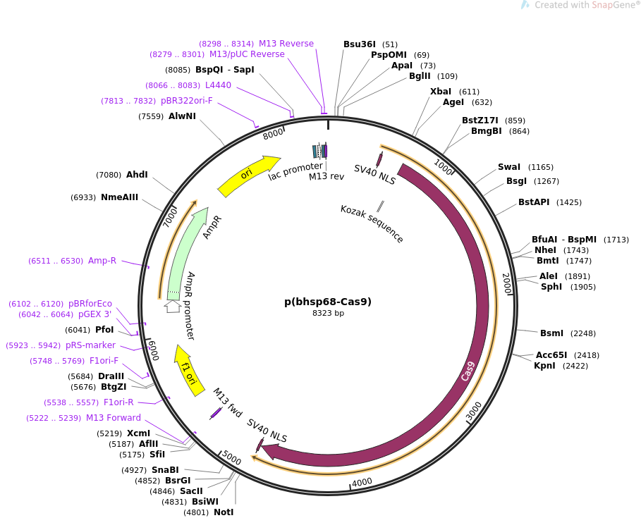 65959-plasmid-map-sequence-id-112127