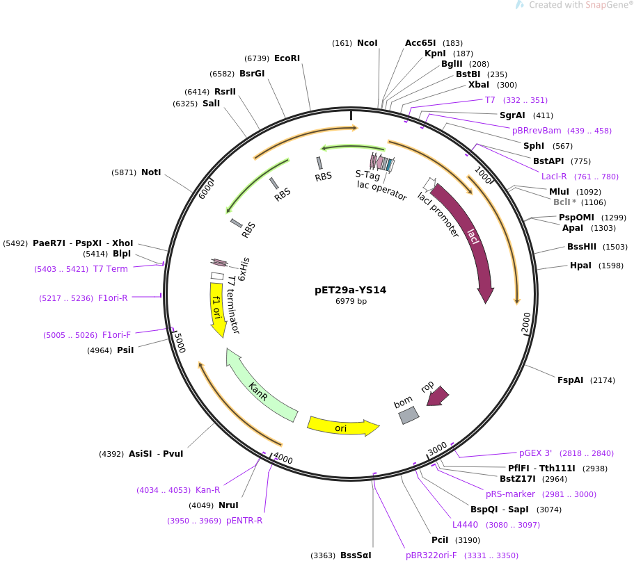 66890-plasmid-map-sequence-id-305064