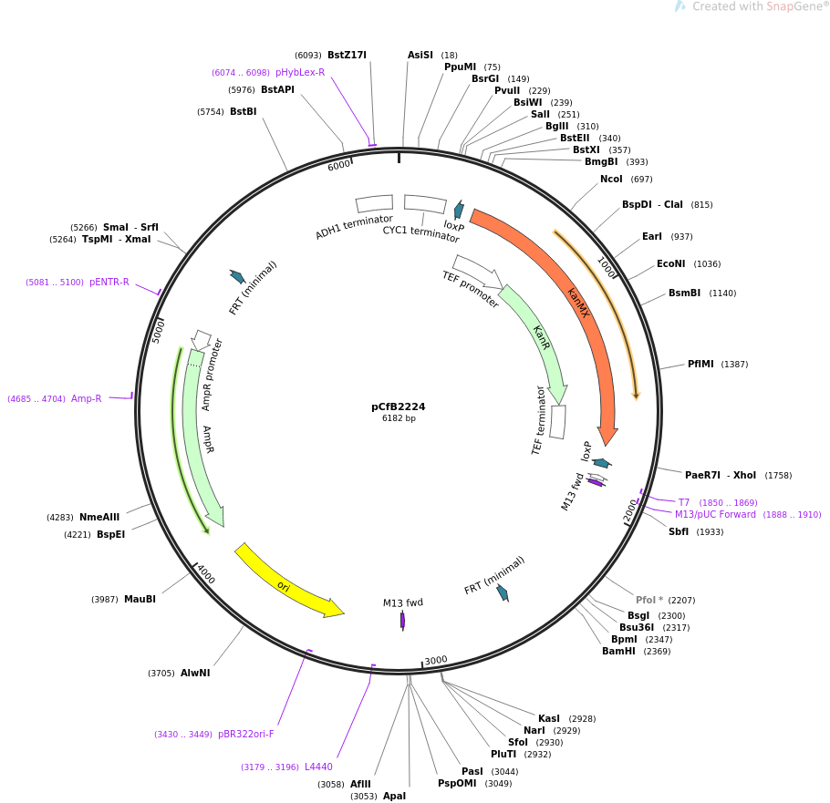 67547-plasmid-map-sequence-id-116390