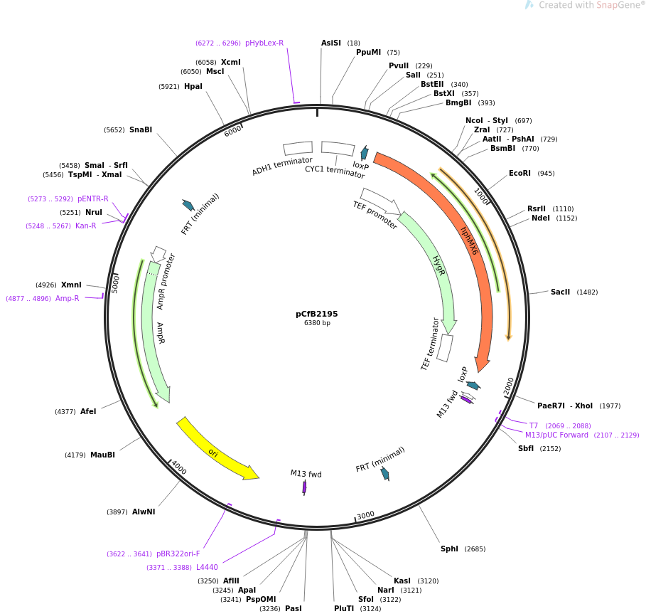 67548-plasmid-map-sequence-id-116389