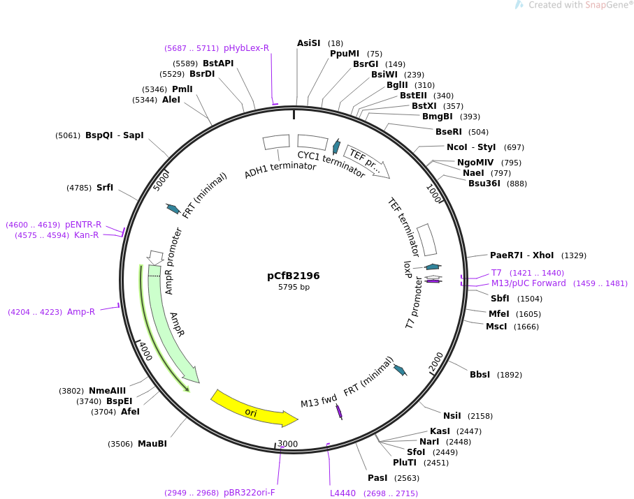 67549-plasmid-map-sequence-id-127793