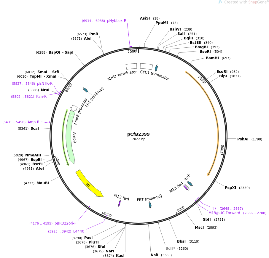 67550-plasmid-map-sequence-id-116387