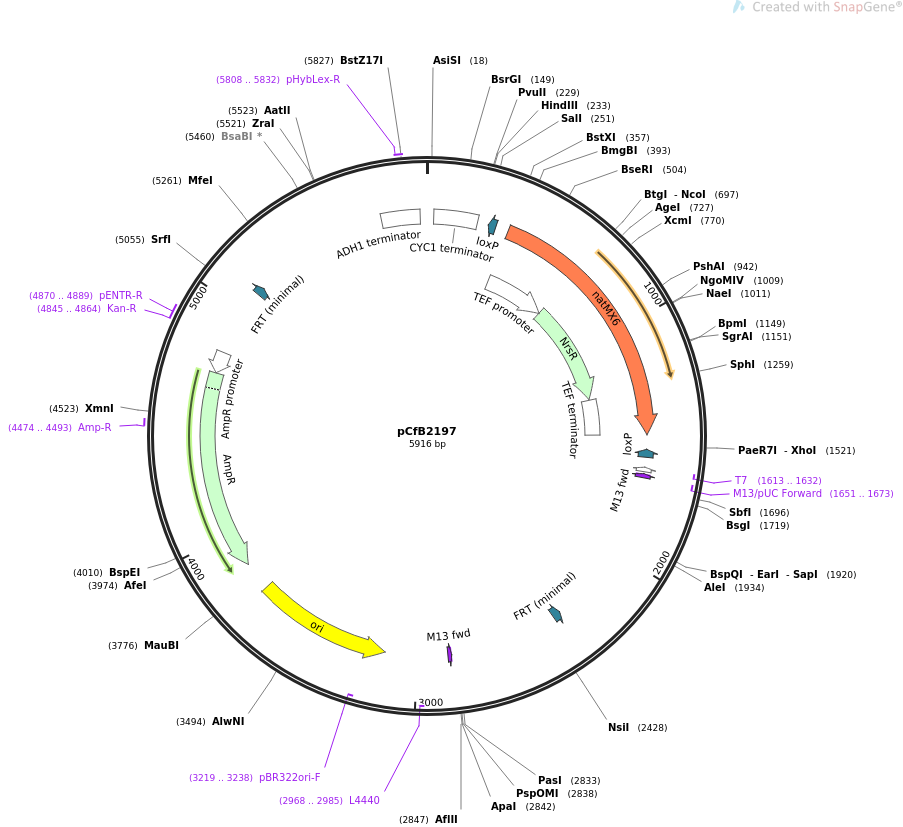 67551-plasmid-map-sequence-id-116386