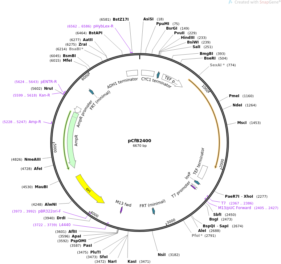 67552-plasmid-map-sequence-id-116385