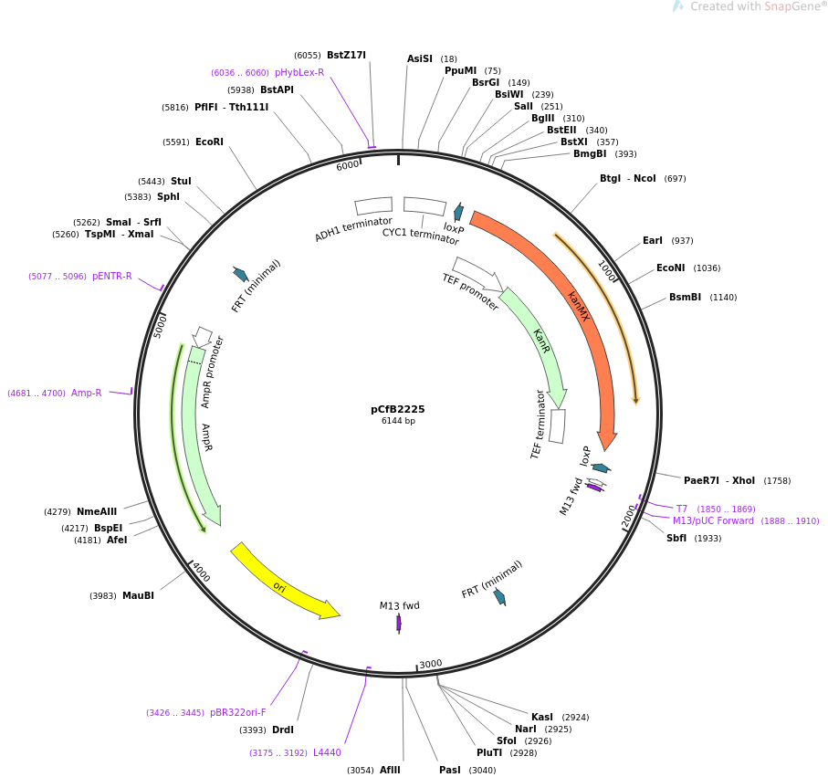 67553-plasmid-map-sequence-id-116384