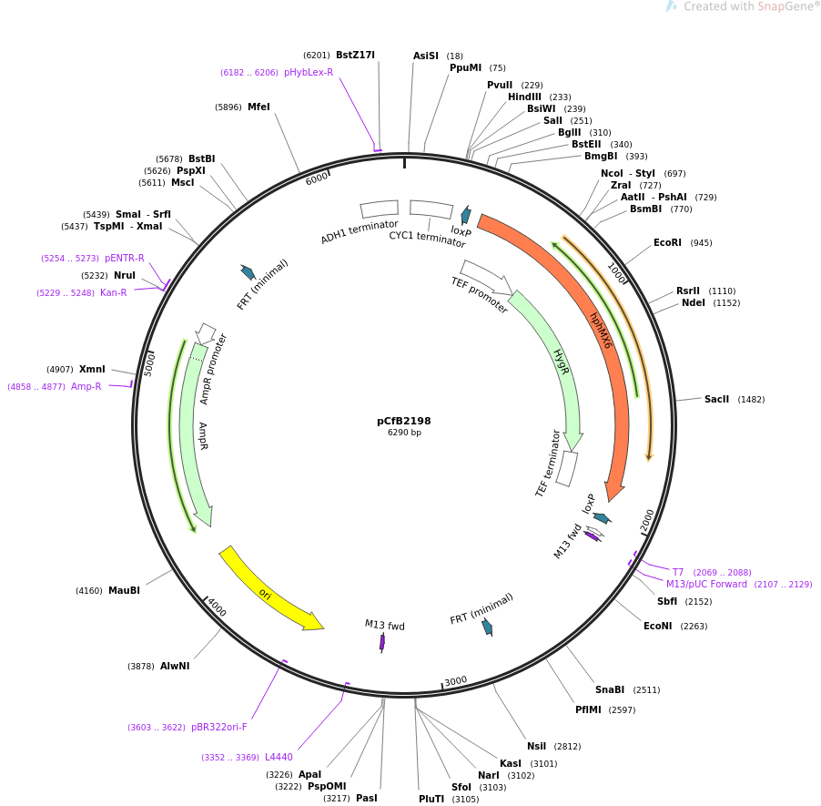 67554-plasmid-map-sequence-id-116383