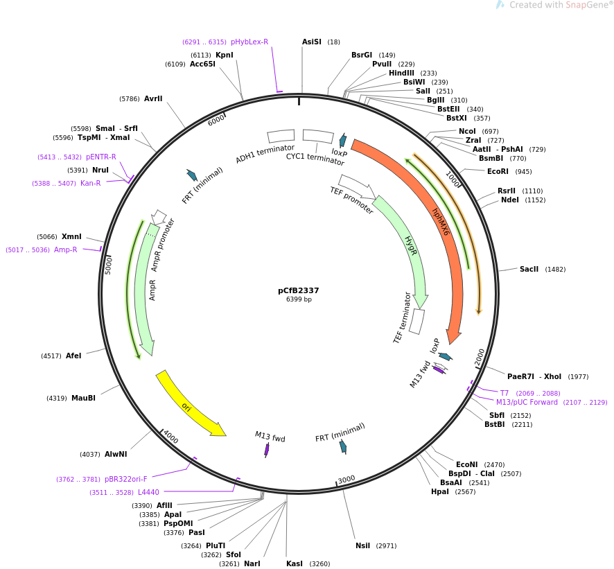 67555-plasmid-map-sequence-id-116237