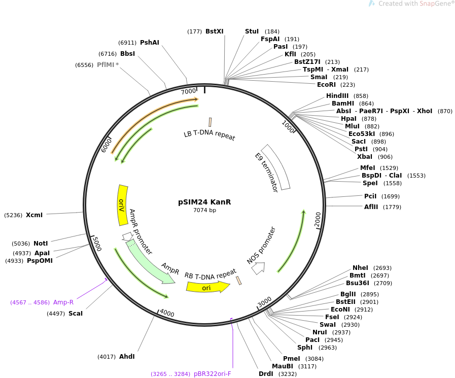 67583-plasmid-map-sequence-id-241689