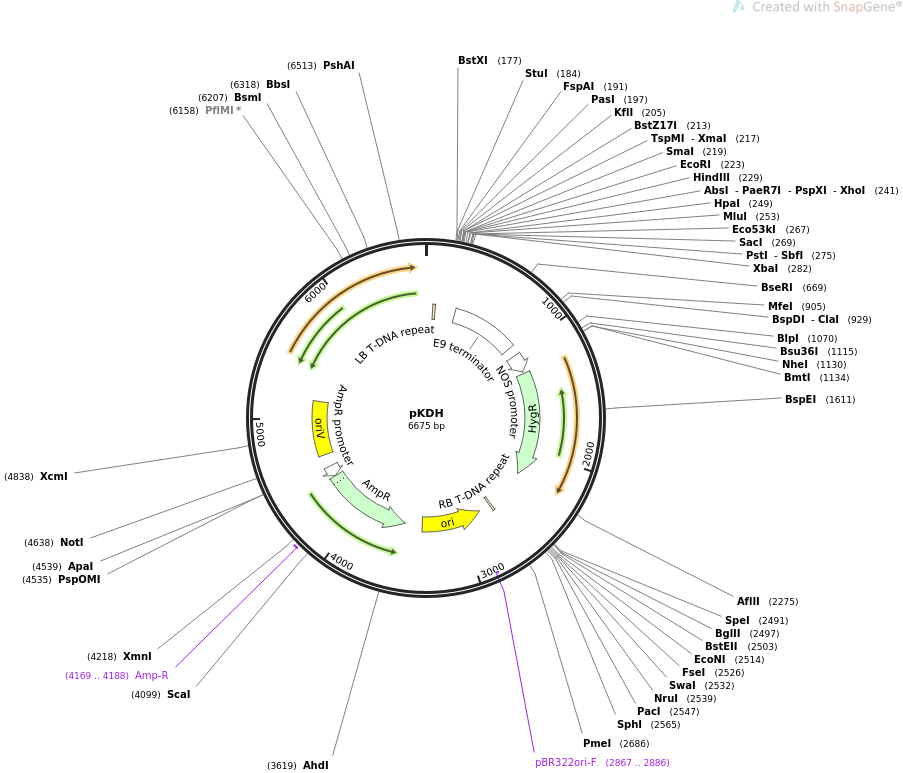 67584-plasmid-map-sequence-id-116331