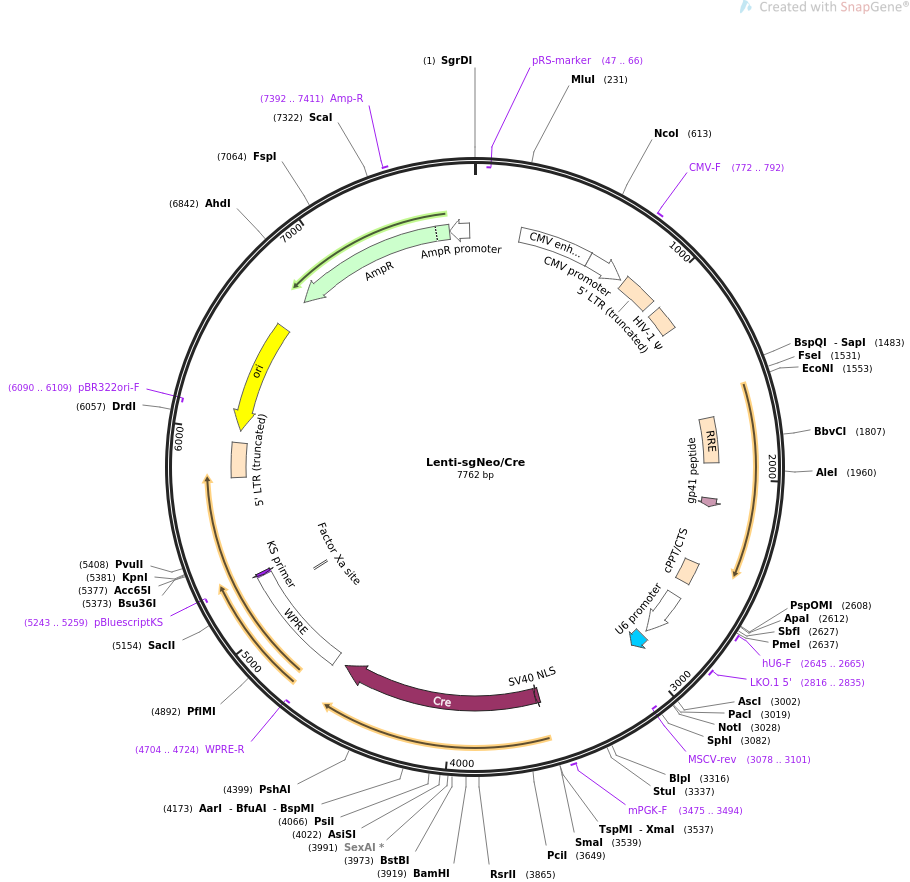 67594-plasmid-map-sequence-id-116381