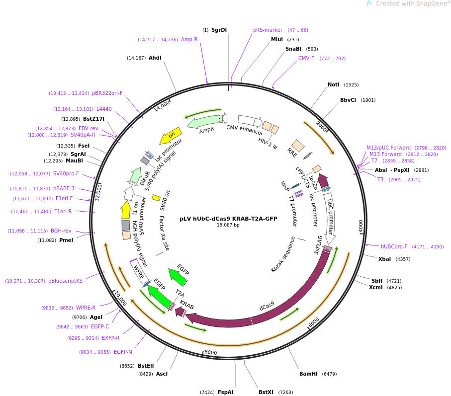 67620-plasmid-map-sequence-id-117897