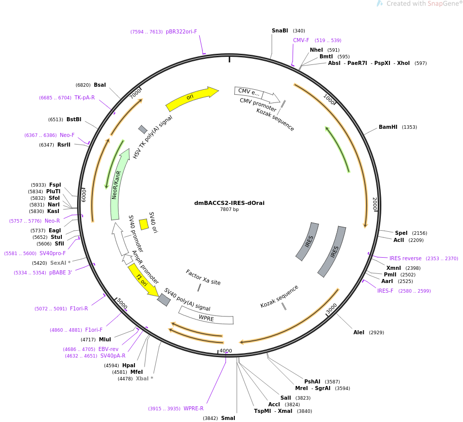 67627-plasmid-map-sequence-id-120686