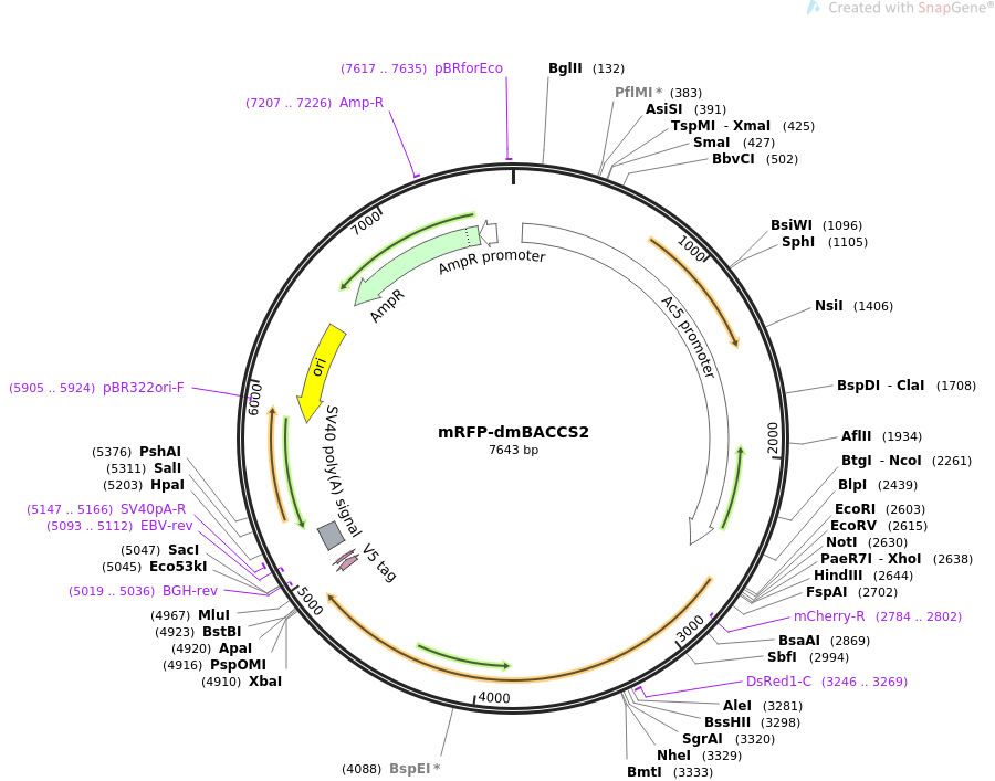 67630-plasmid-map-sequence-id-117199