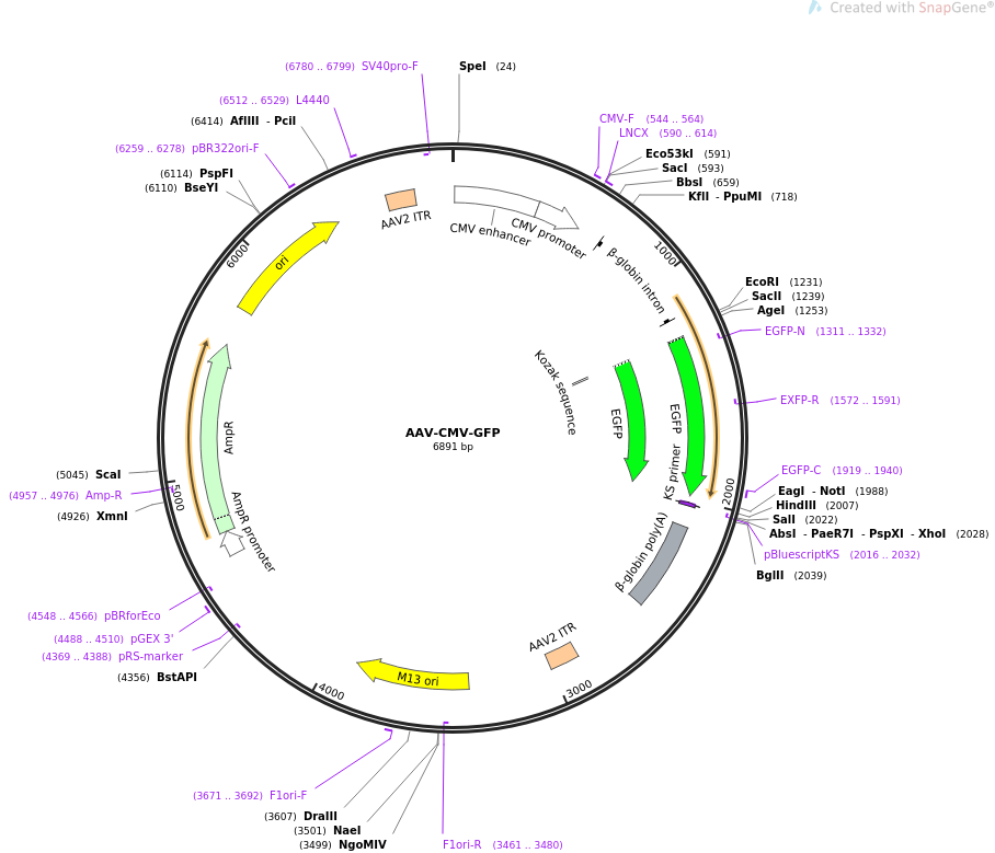 67634-plasmid-map-sequence-id-364688