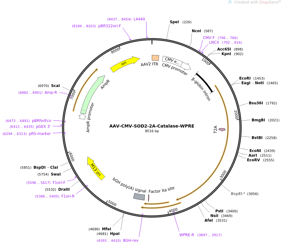 67635-plasmid-map-sequence-id-118614