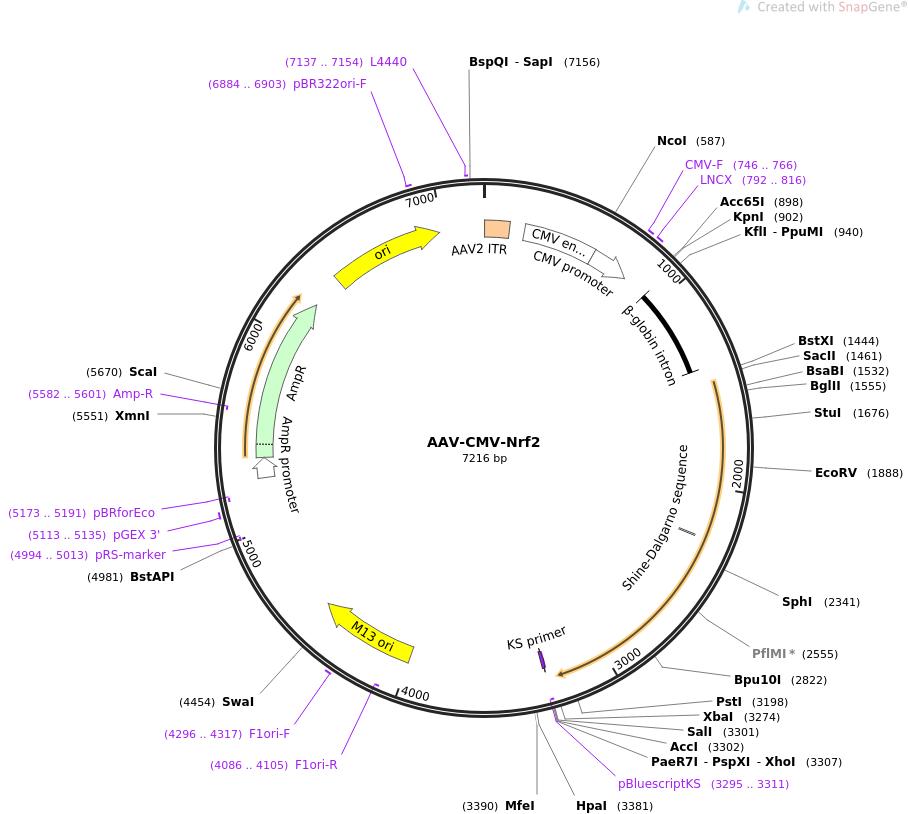 67636-plasmid-map-sequence-id-118613