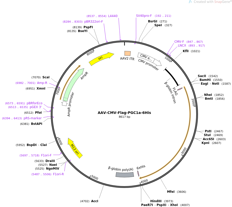 67637-plasmid-map-sequence-id-118615