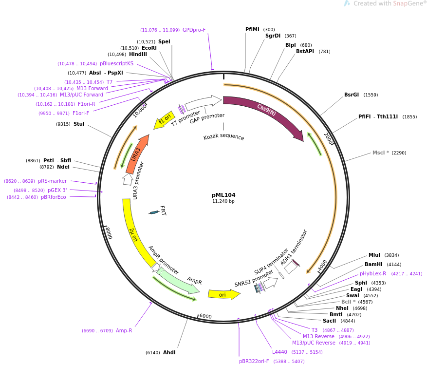 67638-plasmid-map-sequence-id-322882