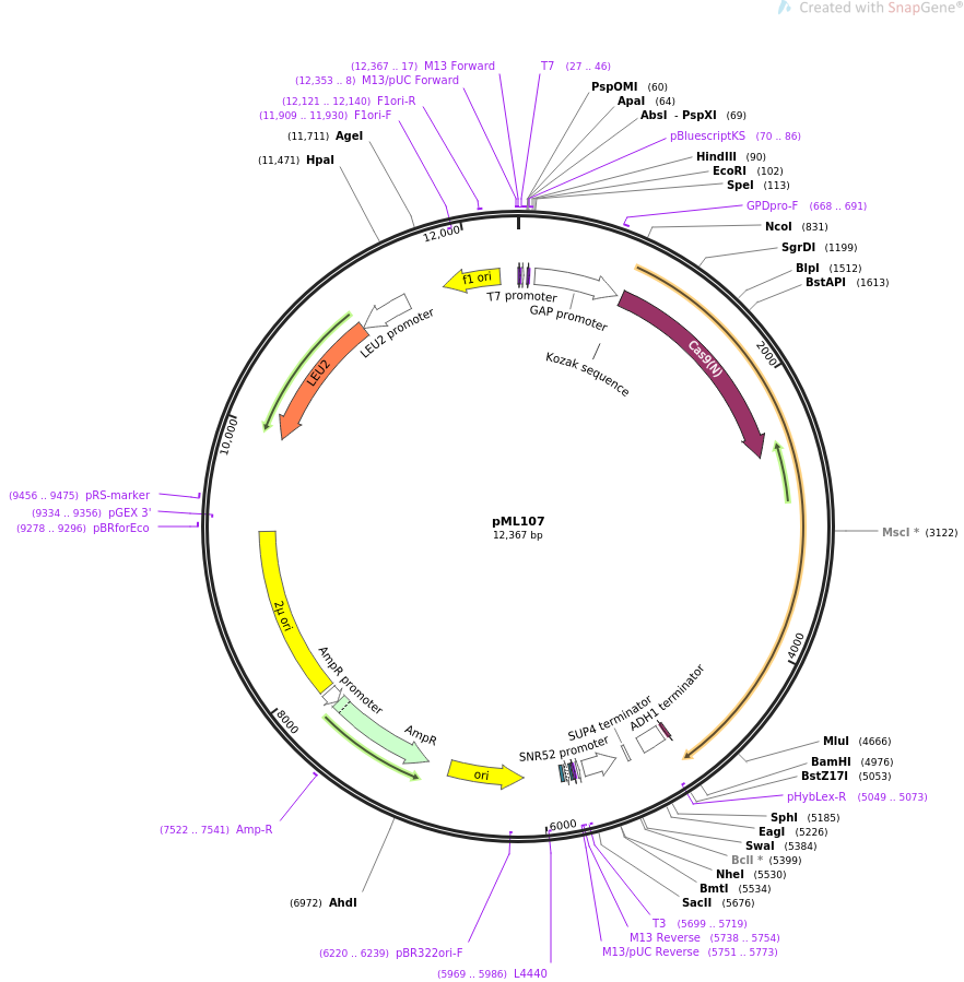 67639-plasmid-map-sequence-id-220324