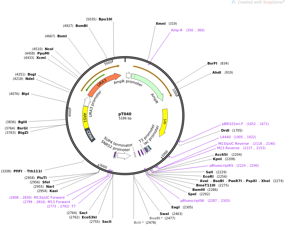 67640-plasmid-map-sequence-id-120917