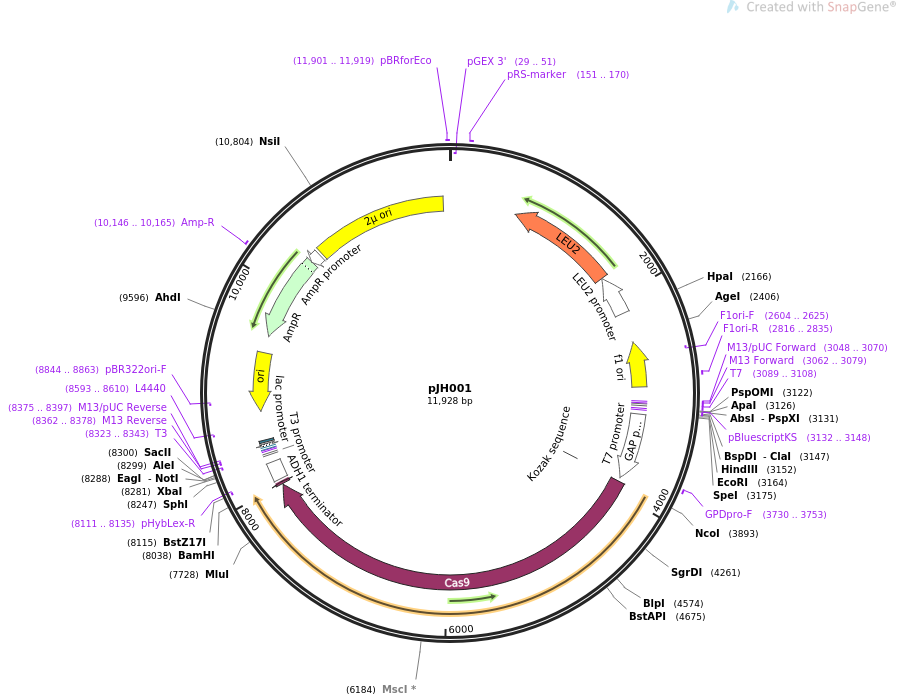 67641-plasmid-map-sequence-id-116839