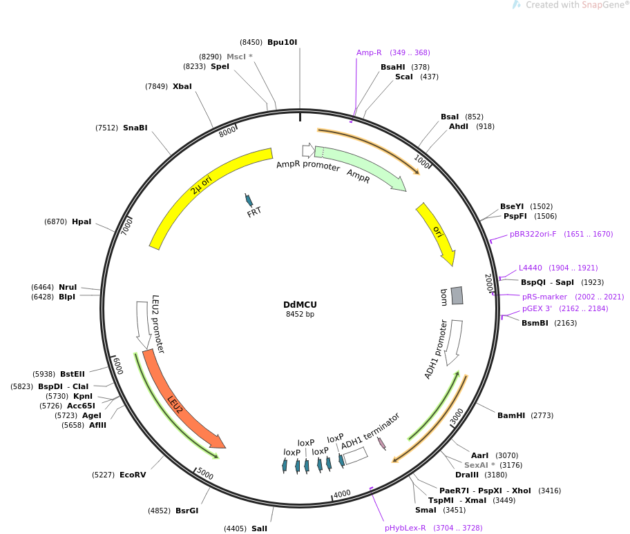 67642-plasmid-map-sequence-id-117119