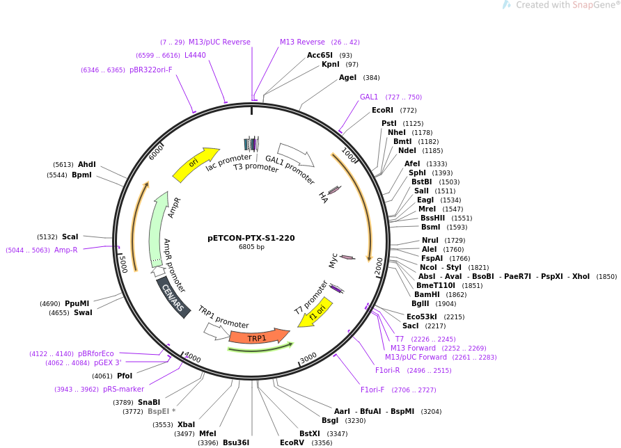 67747-plasmid-map-sequence-id-131124