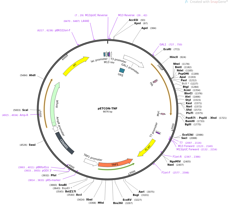 67748-plasmid-map-sequence-id-131396