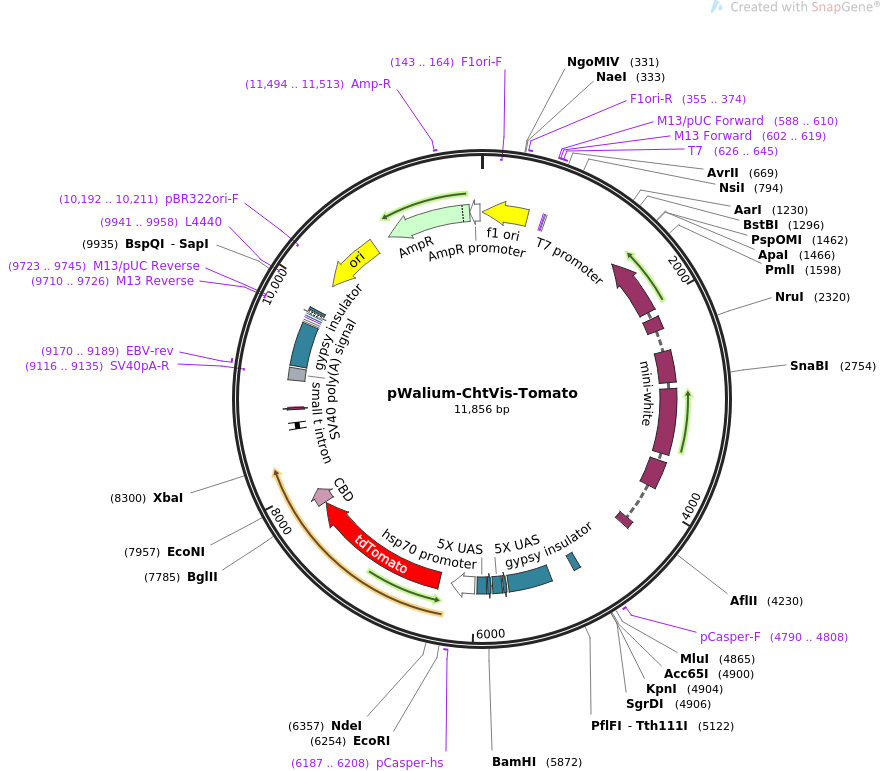 67756-plasmid-map-sequence-id-123914