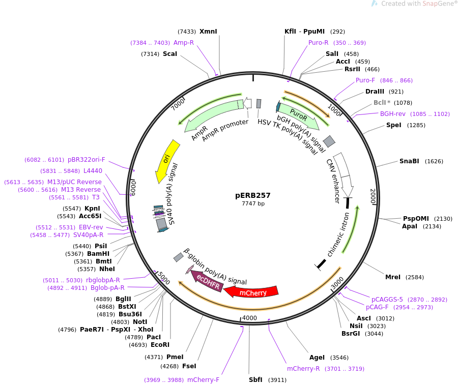 67761-plasmid-map-sequence-id-134730